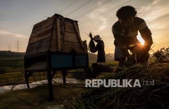 Sejumlah petani menyortir hasil panen padi saat senja di areal persawahan Desa Kawengen, Ungaran Timur, Kabupaten Semarang, Senin (15/3/2021). Kementerian Pertanian melalui Badan Penyuluhan dan Pengembangan Sumber Daya Manusia Pertanian (BPPSDMP) pada tahun 2021 akan menetapkan Duta Petani Milenial (DPM)/ Duta Petani Andalan (DPA) sebanyak 1.000 DPM/DPA usia antara 17-39 sebagai upaya mempercepat regenerasi petani yang saat ini didominasi oleh usia tua dan rentan.