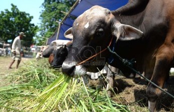 Kementan tak Ikut Campur Soal Harga Sapi Jelang Qurban