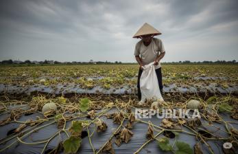 Performa Tanaman Melon di Jatim Alami Gangguan, Petani Hadapi Tantangan Produksi