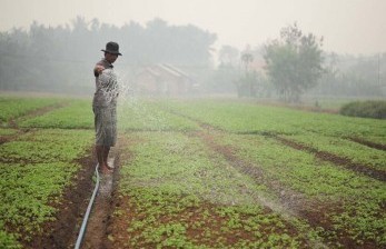 Seorang petani menyiram lahan pertaniannya. (ilustrasi) 