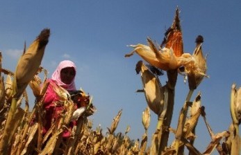 Kementan Waspadai Penurunan Harga Jagung