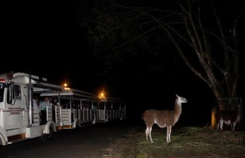 Taman Safari Buka Program Safari Malam Selama Libur Lebaran. Suasana safari malam di Taman Safari.