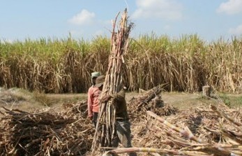 Enam Investor Garap Gula, Jagung dan Daging di Sulawesi