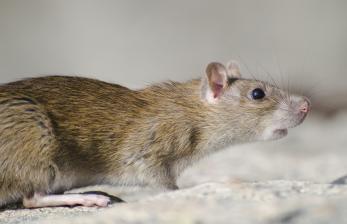 Penampakan Tikus di Etalase Dough Lab dan Risiko Mengonsumsi Makanan Bekas Tikus