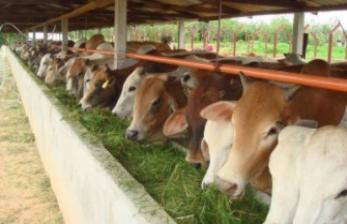 Upaya Khusus Sapi Indukan Wajib Bunting (Upsus Siwab) pada 2020 disempurnakan menjadi kegiatan Sikomandan (Sapi Kerbau Komoditas Andalan Negeri), dengan tingkat keberhasilan IB juga turut merangkak naik. 