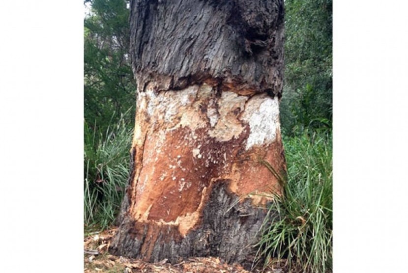          'Pohon Pemisahan' yang menjadi saksi berpisahnya Victoria dari New South Wales sekarat akibat serangan vandalisme pada tahun 2013.