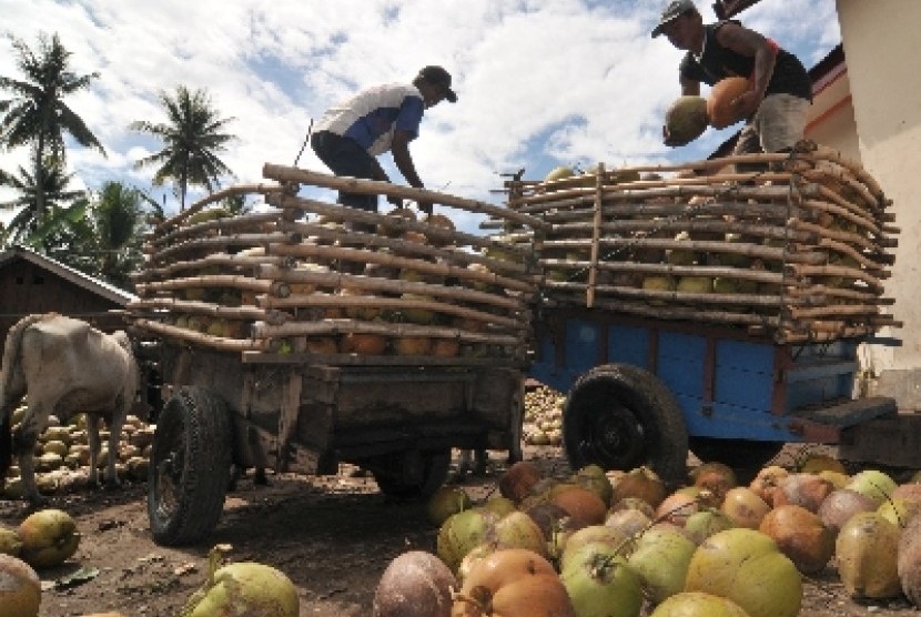 Dua pekerja menurunkan buah kelapa dalam yang baru tiba dari kebun warga ke atas truk. (Ilustrasi)