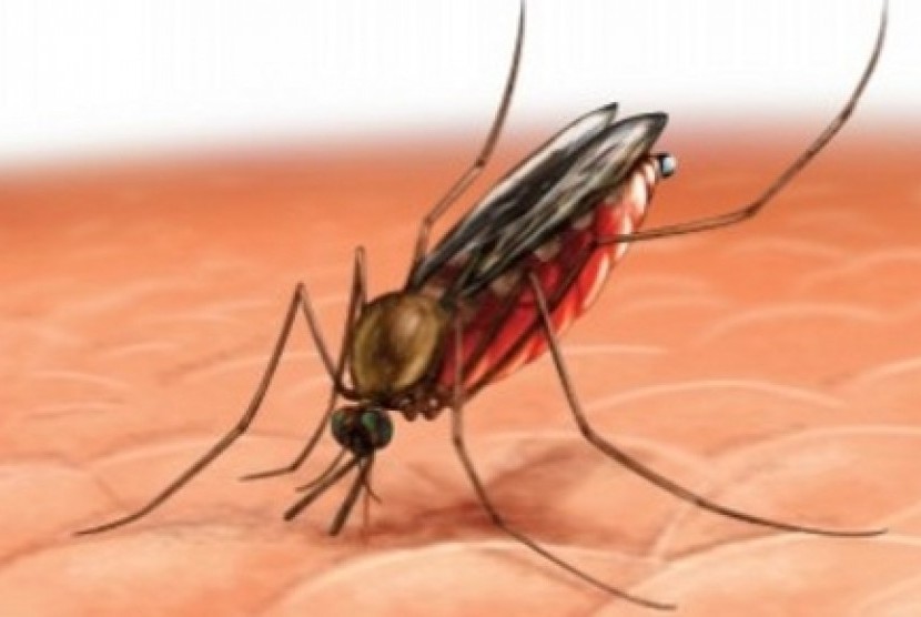 Kementerian Kesehatan RI mengimbau masyarakat untuk mewaspadai sejumlah penyakit yang diakibatkan oleh gigitan nyamuk di tengah temperatur udara di Indonesia yang kini meningkat./ilustrasi