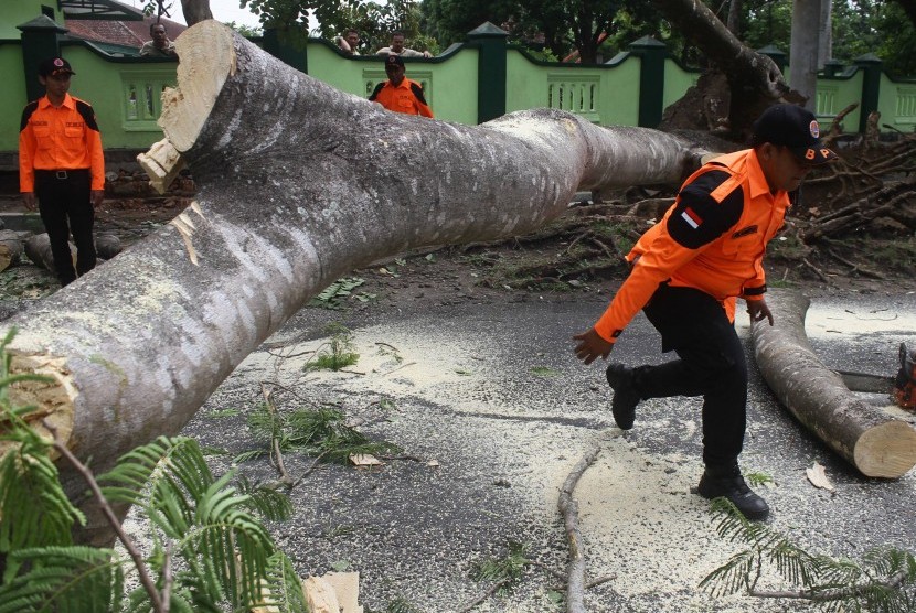(Ilustrasi) Batang pohon yang tumbang akibat angin kencang, yang menjadi salah satu pertanda pancaroba atau peralihan musim. BPBD Garut mencatat sebanyak 22 rumah rusak dampak dari angin kencang.