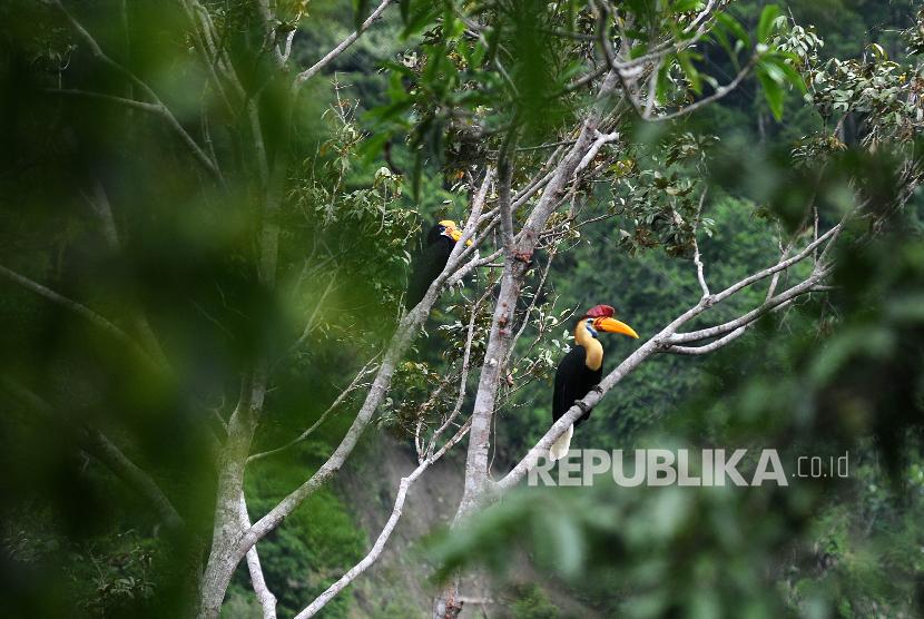 [ilustrasi] Burung enggang atau rangkong julang emas (Rhyticeros undulatus).