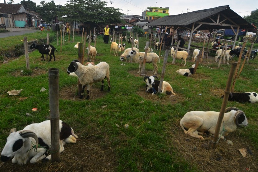 [ilustrasi] Peternak menjajakan domba miliknya di Cikurubuk, Kota Tasikmalaya, Jawa Barat, Kamis (10/8). 