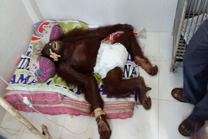 'Sari' orang utan yang mengalami cedera sempat dirawat di klinik sebelum akhirnya mati.