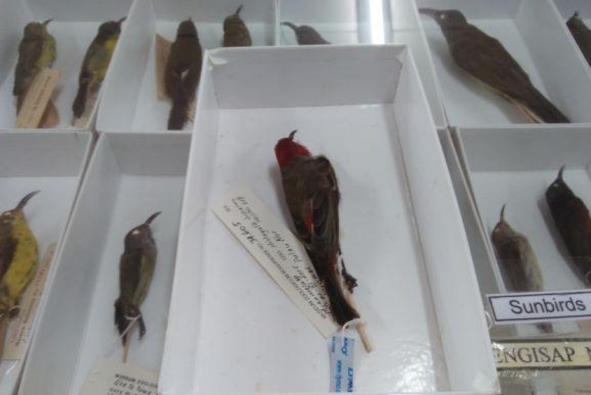 Peneliti LIPI temukan spesies baru katak dan burung