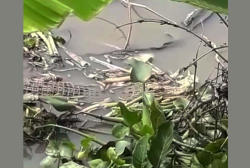 Buaya sepanjang 1,5 meter terlihat di Sungai Candi Sidoarjo.