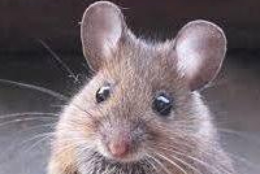  Kencing tikus berbahaya dan sudah membunuh lima orang di Karanganyar.
