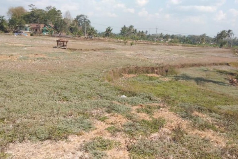  Sawah kekeringan di Kabupaten Tasik