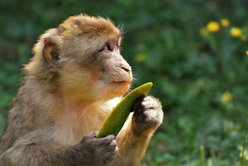 Serangan Monyet: Monyet Serang Perkebunan Warga di Nangewer Tasik, Ada Apa? 