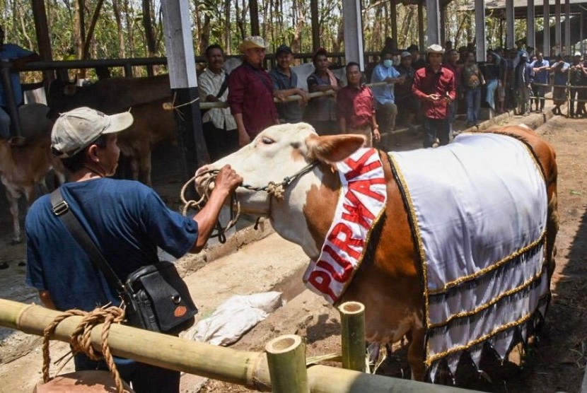  Peternakan sapi di Purwakarta