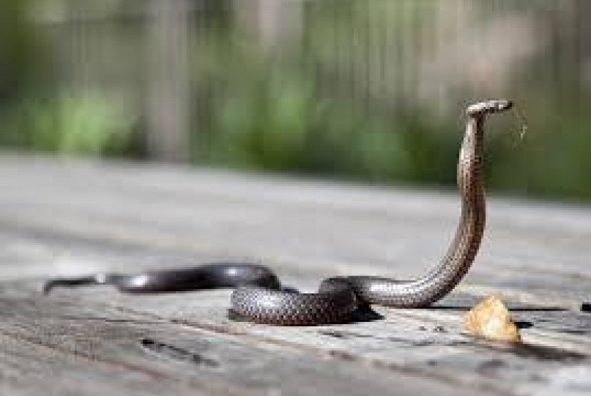 Teror Kobra Resahkan Warga di Perumahan Bojonggede Bogor