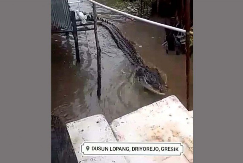 Video buaya diberi makan viral.