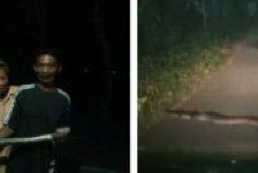  Warga berhasil menangkap satu ekor ular piton 3 meter di Bulu, Doyong, Miri (kiri). Satu ekor piton tertangkap berkeliaran menyusur Jembatan Bulu, Doyong, Miri dan belum tertangkap (kanan). Foto kolase/Wardoyo