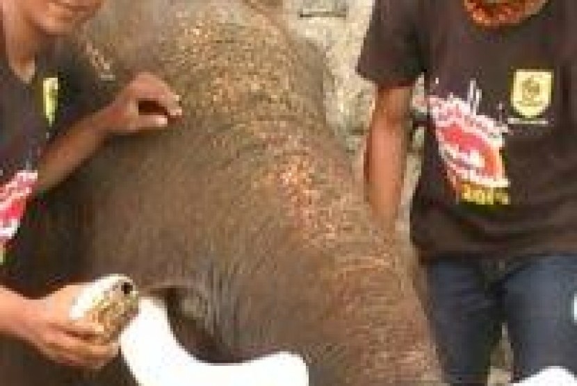  Gajah koleksi WGM Wonogiri, Panamtu, ketika dipotong gadingnya, beberapa waktu lalu.