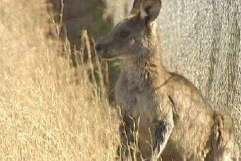 Kanguru 
