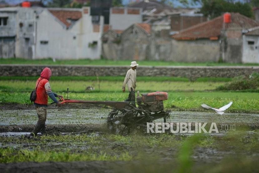 Rice fields in densely populated areas in Buah Batu District, Bandung, West Java.