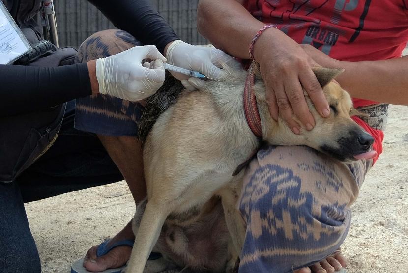 Petugas menyuntikkan vaksin anti rabies pada anjing dalam kegiatan vaksinasi di Denpasar, Bali, Senin (1/4/2019).
