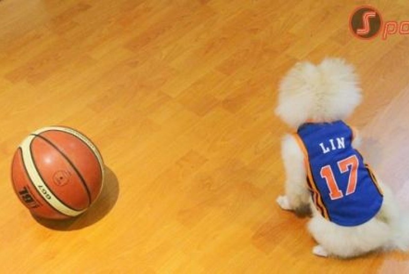Jersey Jeremy Lin Untuk Anjing
