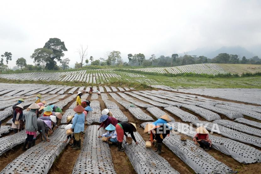 Petani menanam bawang putih (ilustrasi).