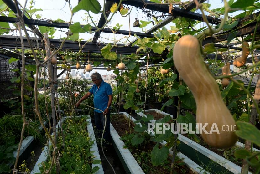 Abdul Rahman saat merawat tanamannya di kebun yang berada diatas balkon rumahnya di kawasan Cipete, Kebayoran Baru, Jakarta, Kamis (14/2). Di tengah pandemi perlu ada pemenuhan pangan secara mandiri. Ilustrasi.