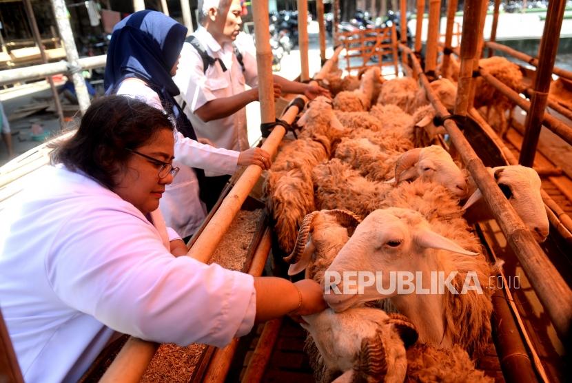 Pemantauan Kesehatan Hewan Kurban. Petugas Dinas dan Pangan Kota Yogyakarta memeriksa kesehatan hewan kurban di Yogyakarta, Rabu (31/7/2019).