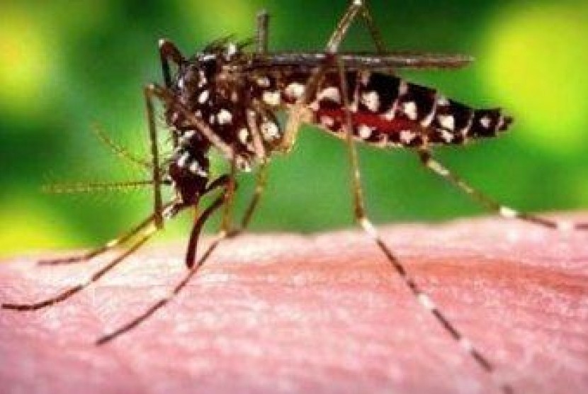  Chikungunya  Mulai Menyebar ke Australia Republika Online