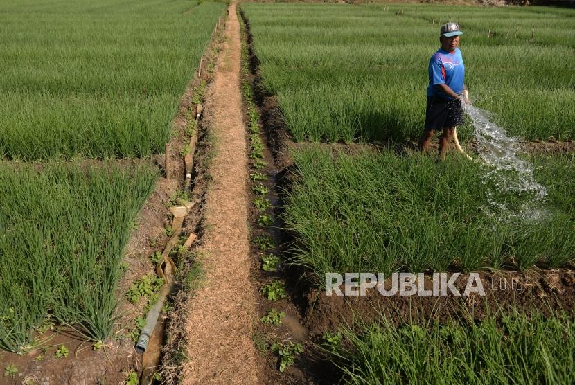 Sentra Bawang Yogyakarta. Petani merawat tanaman bawang merah di Kertek, Parangtritis, Bantul, Yogyakarta, Rabu (7/8/2019).