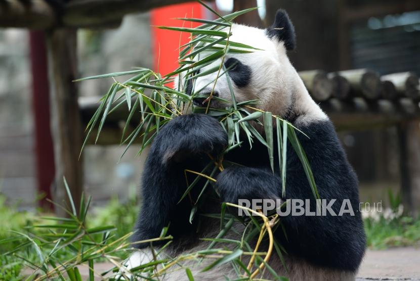 Panda Raksasa Hu Chun memakan bambu saat kunjungan resmi Pemerintah RRT ke Istana Panda Indonesia di Taman Safari Cisarua, Jawa Barat, Ahad (26/11).
