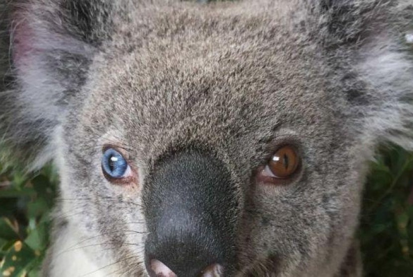 Bola mata koala Bowie yang berwarna biru dan coklat tidak berpengaruh pada fungsi penglihatannya.