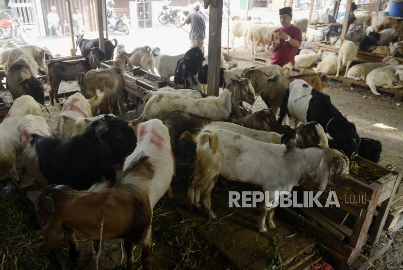 Calon pembeli saat memotret kambing yang akan dibeli di Jalan Sabeni, Tanag Abang, Jakarta, Jumat (2/8).