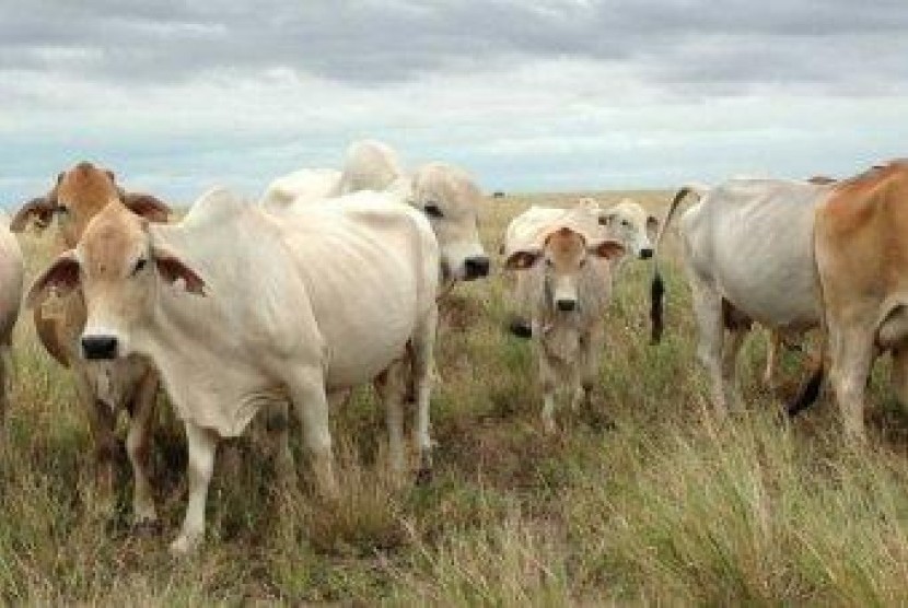 Sapi dari Australia