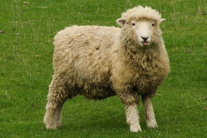 Pelajaran Bahasa Inggris Idiom Dengan Kata Sheep Republika Online