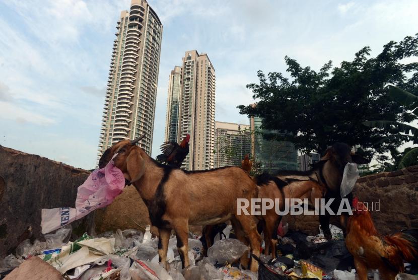 Sejumlah hewan ternak mencari makan di tempat pembuangan sampah di kawasan Cipete, Jakarta, Jumat (15/2).
