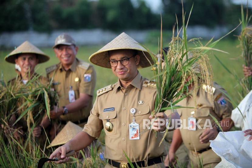 Gubernur DKI Jakarta Anies Baswedan memanen padi saat panen raya di areal pertanian di Kawasan Cakung, Jakarta (ilustrasi)