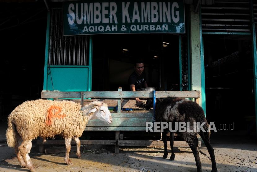 Pekerja memberikan makan untuk kambing di kawasan Klender, Jakarta, Ahad (1/7).