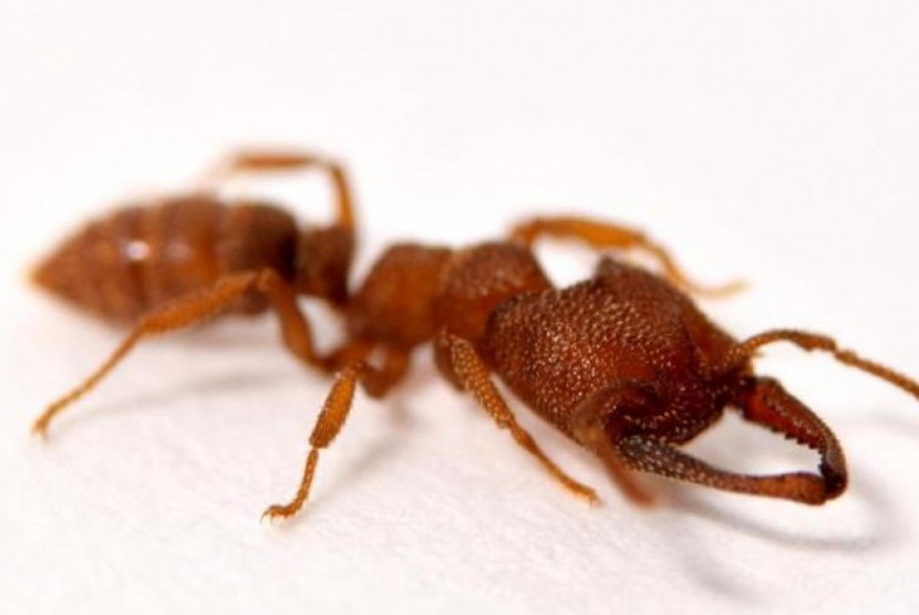 Semut drakula pemilik gerakan tercepat di dunia.