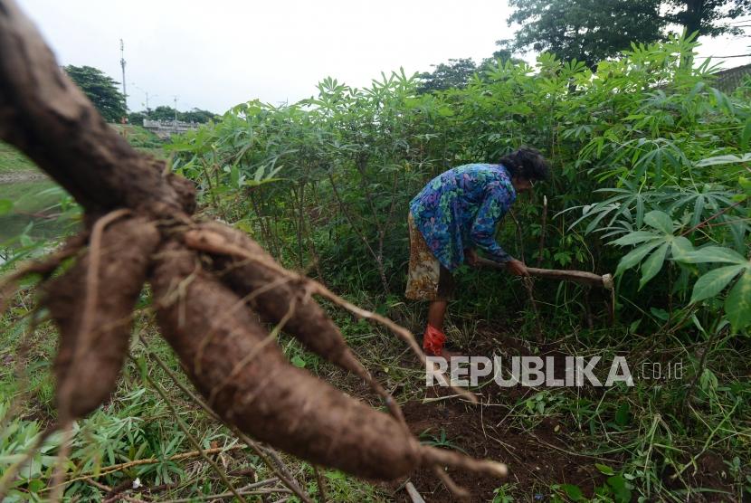 Menteri Pertanian (Mentan) Andi Amran Sulaiman angkat bicara terkait persoalan petani dan industri singkong di Lampung. (ilustrasi)