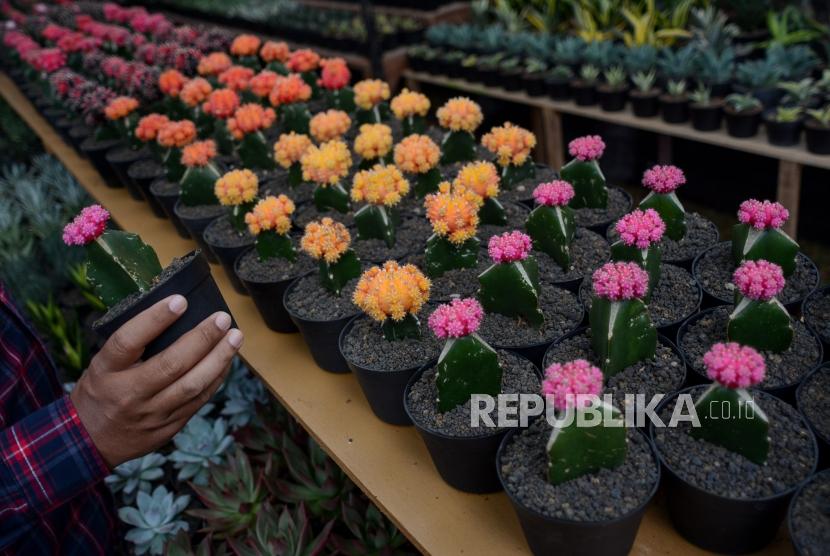 Peserta pameran Flona 2019 menyiapkan tumbuhan yang dipamerkan di Kawasan Lapangan Banteng, Jakarta, Jumat (6/9/2019).