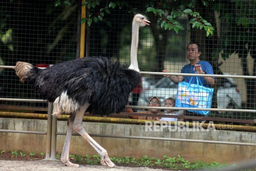 Kebun Binatang Ragunan tutup saat hari pertama Lebaran. Ilustrasi.