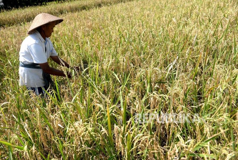 Serapan Beras Petani. Petani memanen padi di Ngaglik, Sleman, Yogyakarta, Jumat (10/5/2019).