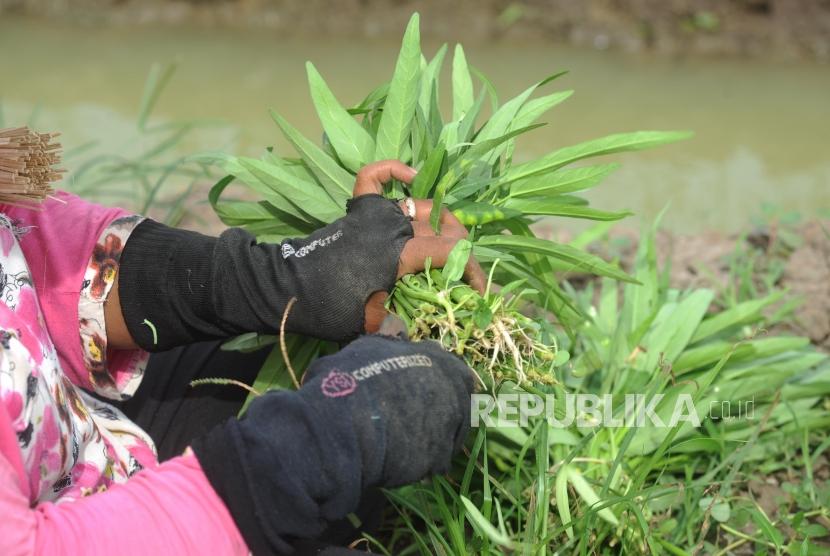 Petani memetik kangkung saat panen di Kawasan Bandara Soekarno Hatta, Tangerang, Banten, Kamis (28/12).