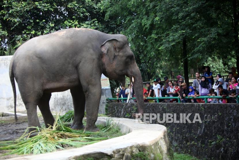 One of elephants in Ragunan Zoo, South Jakarta.